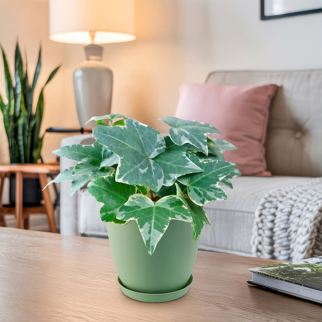 Glacier Ivy Plant – Hedera Helix ‘Glacier Ivy’