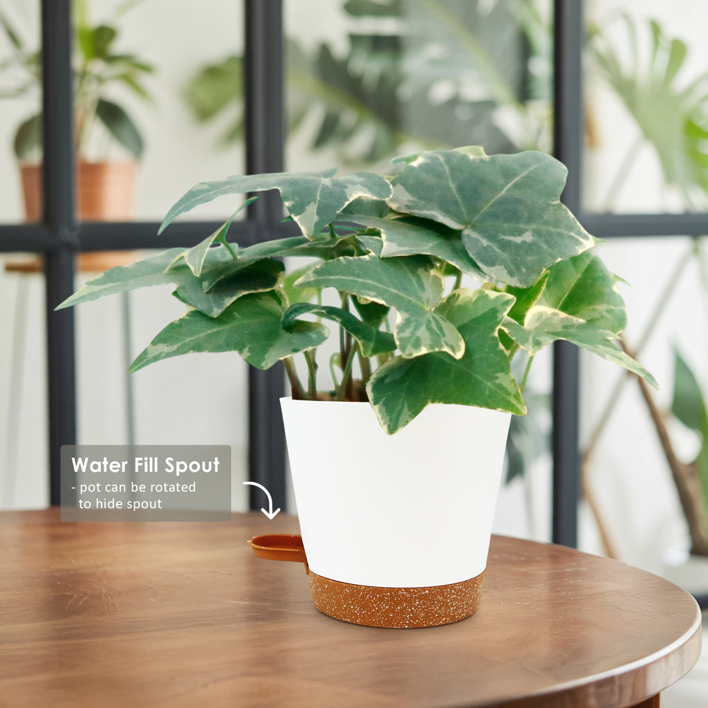 Glacier Ivy Plant – Hedera Helix ‘Glacier Ivy’