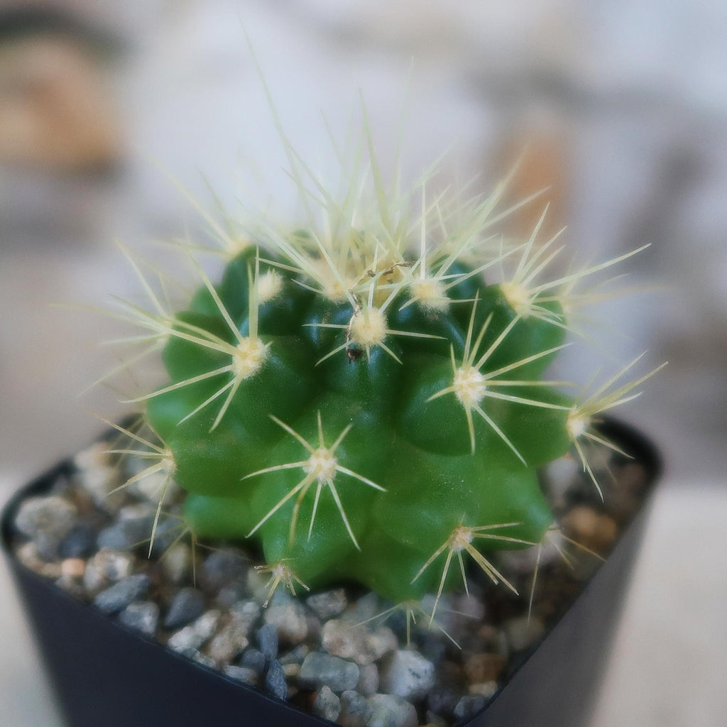 Golden Barrel Cactus - Echinocactus grusonii