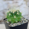 Golden Barrel Cactus - Echinocactus grusonii