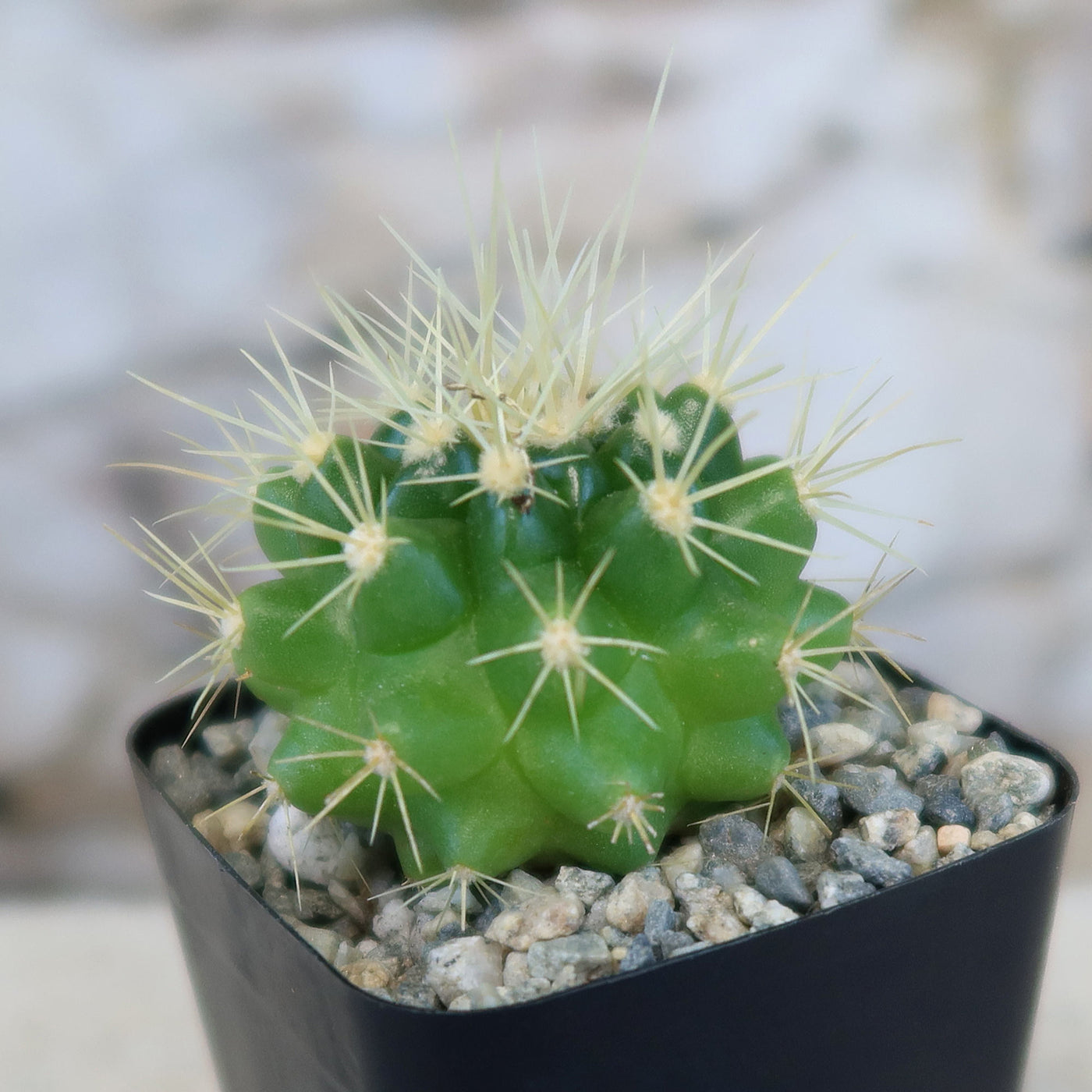 Shop 'Golden Barrel Cactus - Echinocactus grusonii' Care and Growing Guide 