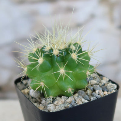 Shop 'Golden Barrel Cactus - Echinocactus grusonii' Care and Growing Guide 