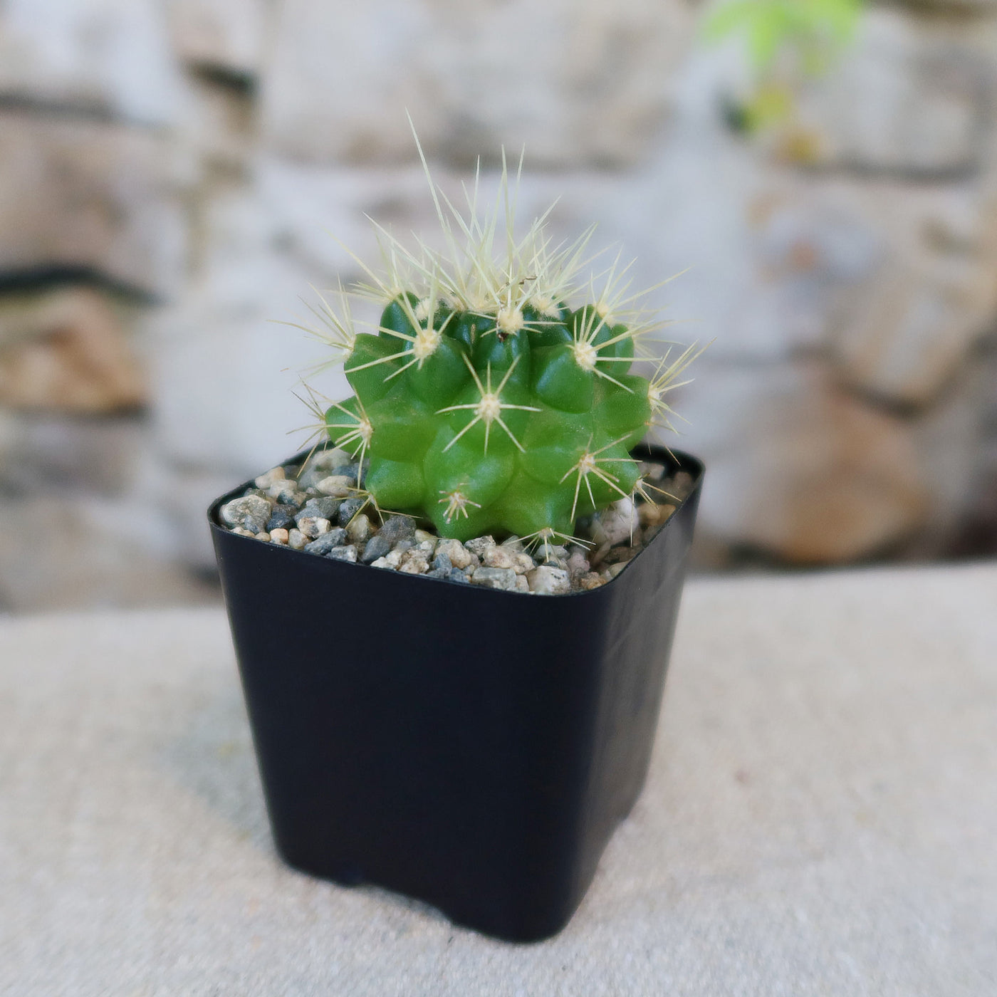 Shop 'Golden Barrel Cactus - Echinocactus grusonii' Care and Growing Guide  | Planet Desert