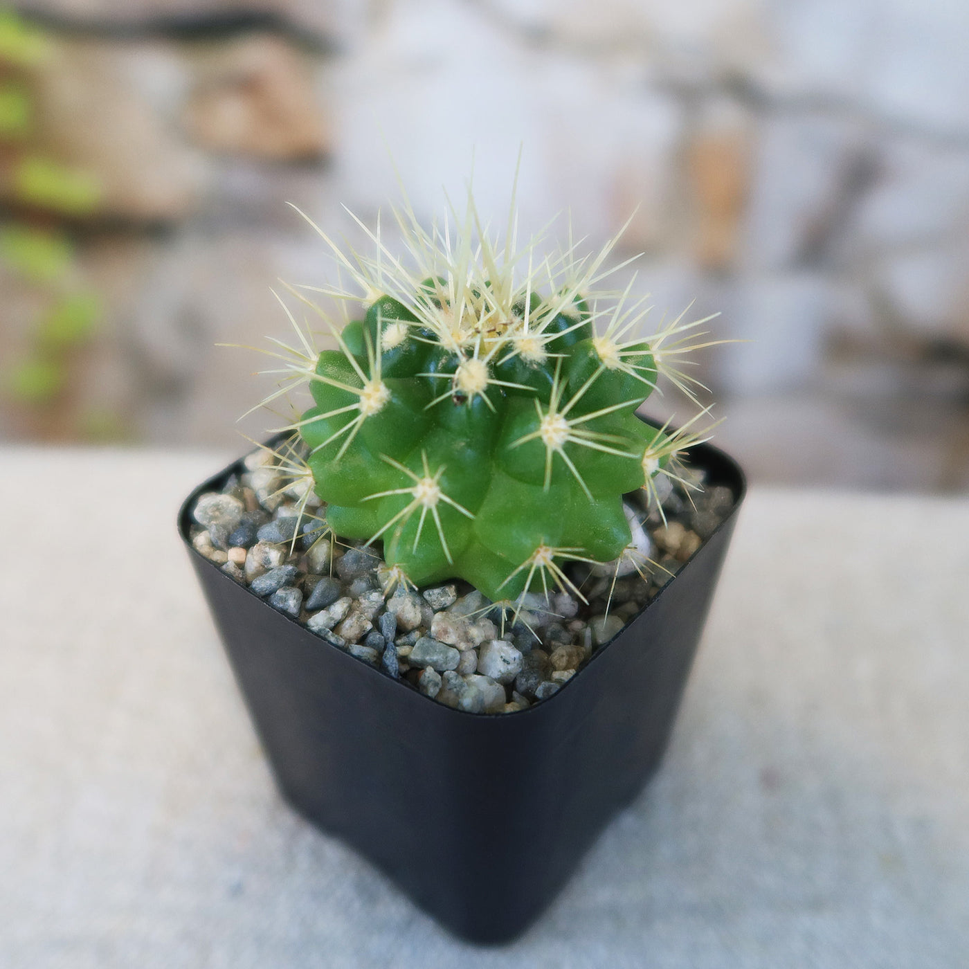 round cactus succulent Shop 'Golden Barrel Cactus - Echinocactus grusonii' Care and Growing Guide