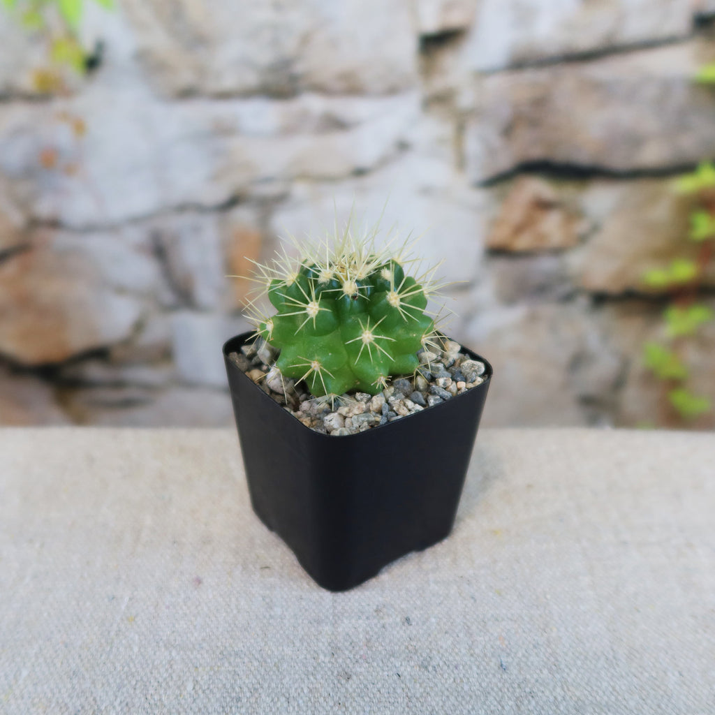 Golden Barrel Cactus - Echinocactus grusonii
