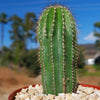 Golden Saguaro ‘Neobuxbaumia polylopha’