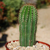 Golden Saguaro ‘Neobuxbaumia polylopha’