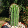 Golden Saguaro ‘Neobuxbaumia polylopha’