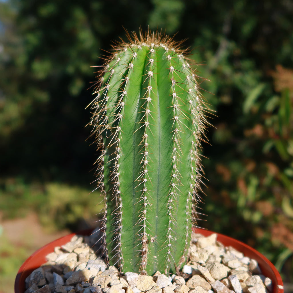 Golden Saguaro ‘Neobuxbaumia polylopha’