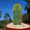 Golden Saguaro ‘Neobuxbaumia polylopha’