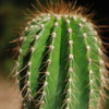 Golden Saguaro ‘Neobuxbaumia polylopha’