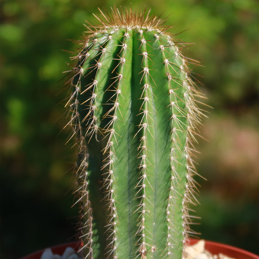 Golden Saguaro ‘Neobuxbaumia polylopha’