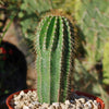 Golden Saguaro ‘Neobuxbaumia polylopha’