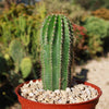 Golden Saguaro ‘Neobuxbaumia polylopha’