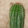 Golden Saguaro ‘Neobuxbaumia polylopha’