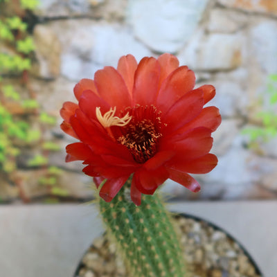 Golden Torch Cactus - Trichocereus spachianus