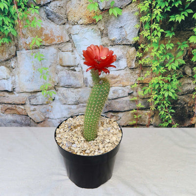 Golden Torch Cactus - Trichocereus spachianus