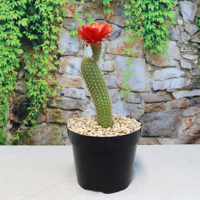 Golden Torch Cactus - Trichocereus spachianus