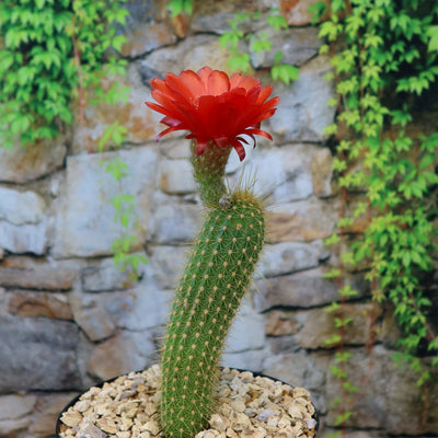 Golden Torch Cactus - Trichocereus spachianus