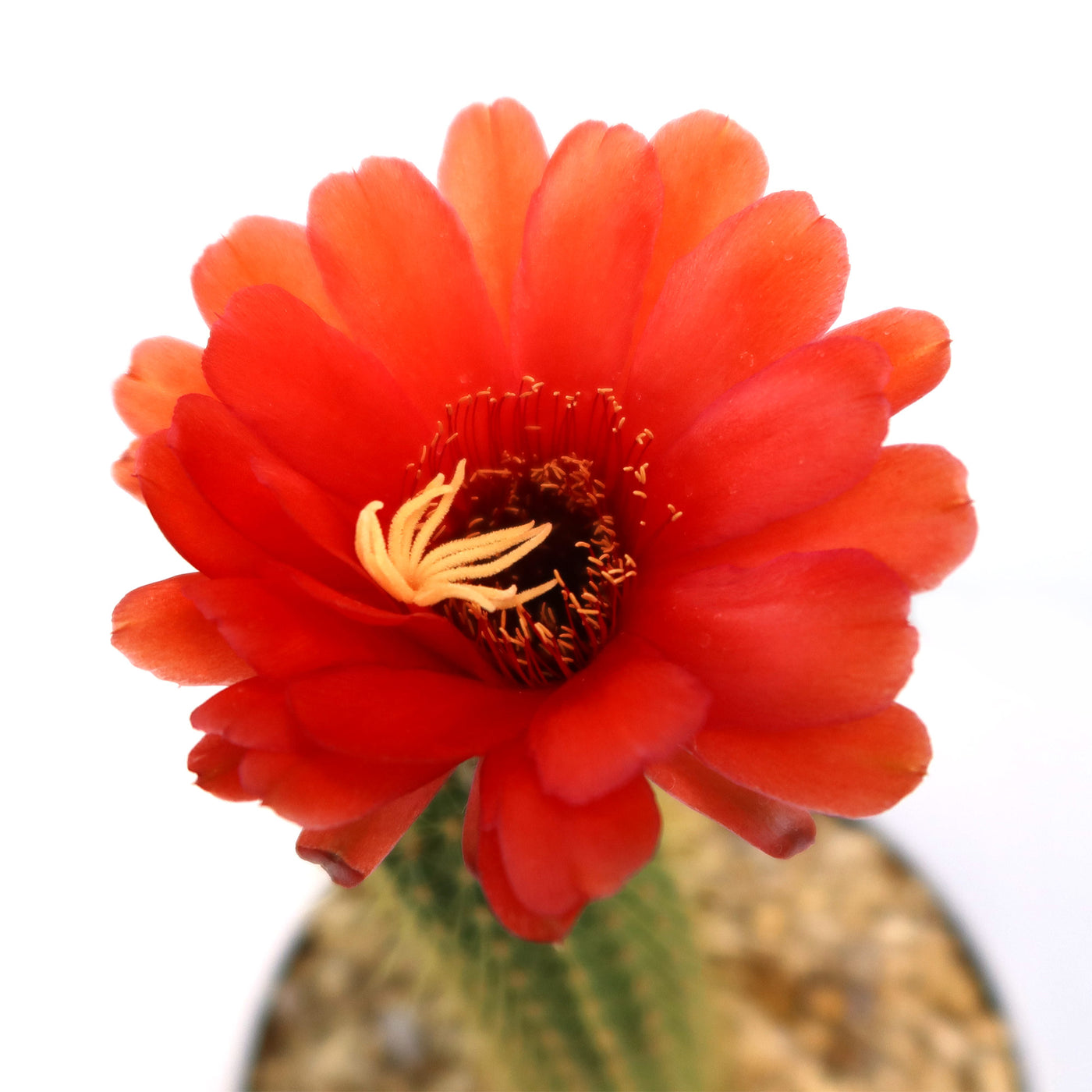 Golden Torch Cactus - Trichocereus spachianus