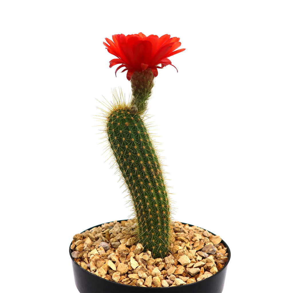 Golden Torch Cactus - Trichocereus spachianus