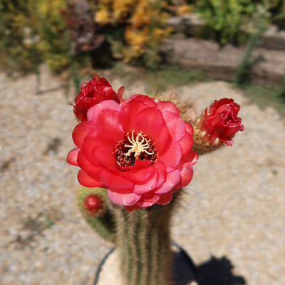 Golden Torch Cactus - Trichocereus spachianus