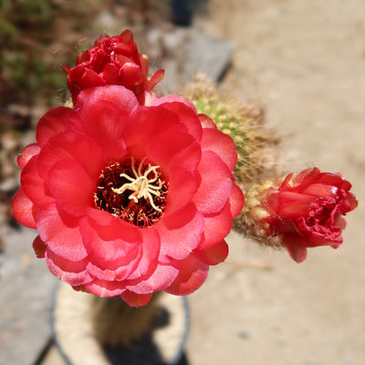 Golden Torch Cactus - Trichocereus spachianus