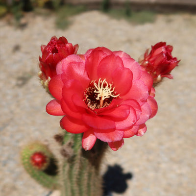 Golden Torch Cactus - Trichocereus spachianus