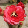 Golden Torch Cactus - Trichocereus spachianus