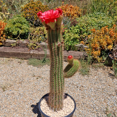 Golden Torch Cactus - Trichocereus spachianus