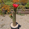 Golden Torch Cactus - Trichocereus spachianus