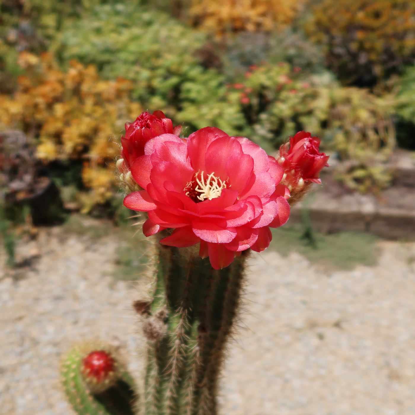 Golden Torch Cactus - Trichocereus spachianus