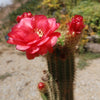 Golden Torch Cactus - Trichocereus spachianus