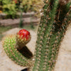 Golden Torch Cactus - Trichocereus spachianus