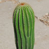 Golden Saguaro ‘Neobuxbaumia polylopha’