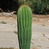 Golden Saguaro ‘Neobuxbaumia polylopha’