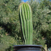 Golden Saguaro ‘Neobuxbaumia polylopha’