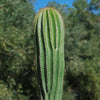 Golden Saguaro ‘Neobuxbaumia polylopha’