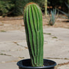 Golden Saguaro ‘Neobuxbaumia polylopha’