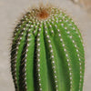 Golden Saguaro ‘Neobuxbaumia polylopha’