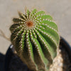 Golden Saguaro ‘Neobuxbaumia polylopha’