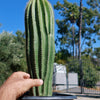 Golden Saguaro ‘Neobuxbaumia polylopha’