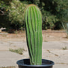 Golden Saguaro ‘Neobuxbaumia polylopha’