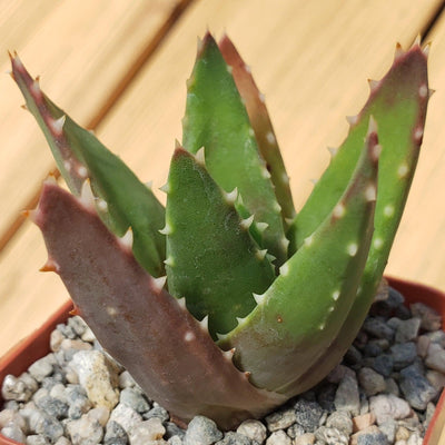 gold tooth aloe vera plant Buy "Golden Toothed Aloe Nobilis" Online
