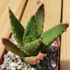 Golden Toothed Aloe - Aloe nobilis