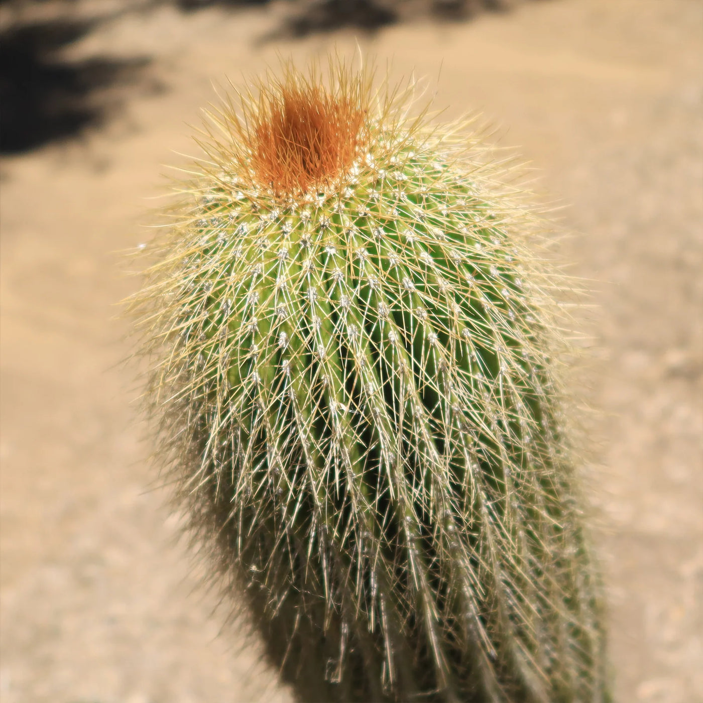 Golden Saguaro ‘Neobuxbaumia polylopha’