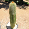 Golden Saguaro ‘Neobuxbaumia polylopha’