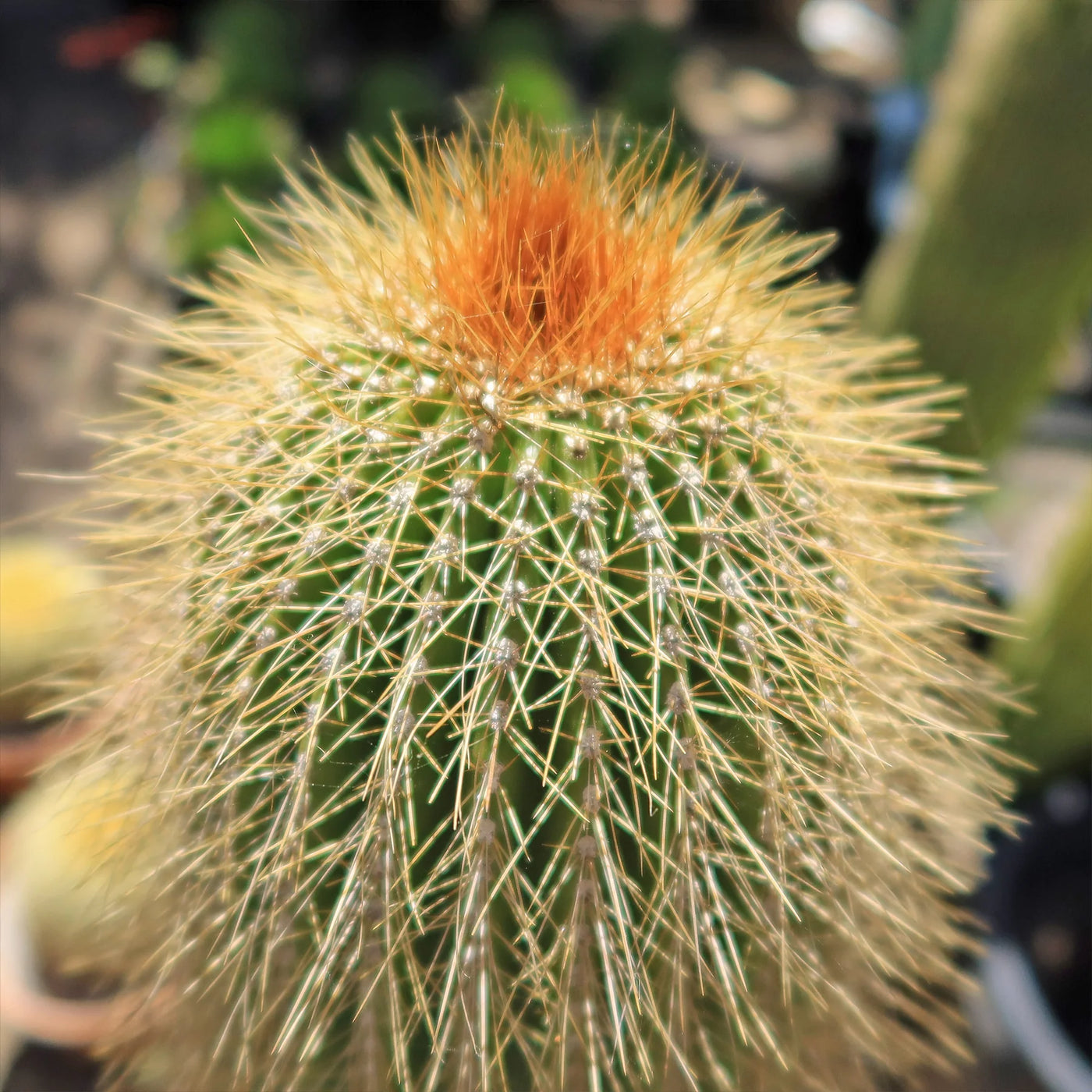 Golden Saguaro ‘Neobuxbaumia polylopha’