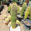 Golden Saguaro ‘Neobuxbaumia polylopha’