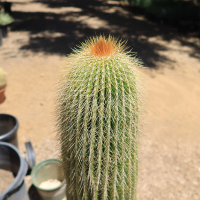 Golden Saguaro ‘Neobuxbaumia polylopha’